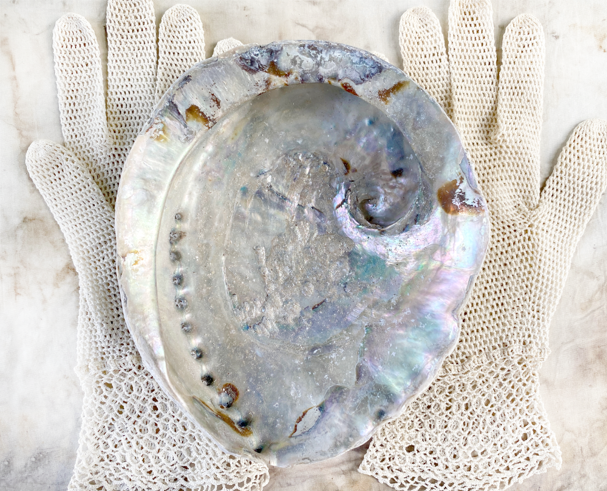Albourne Shell Abalone shell ~ extra large – Spirit Carrier