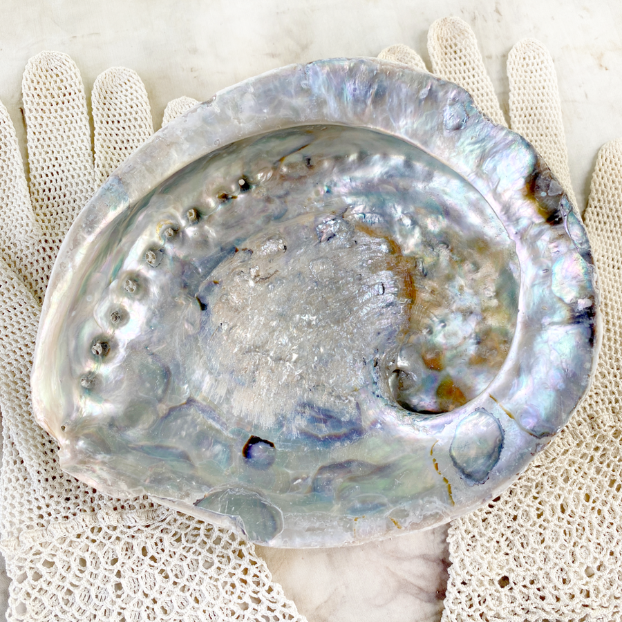 Abalone shell ~ extra large