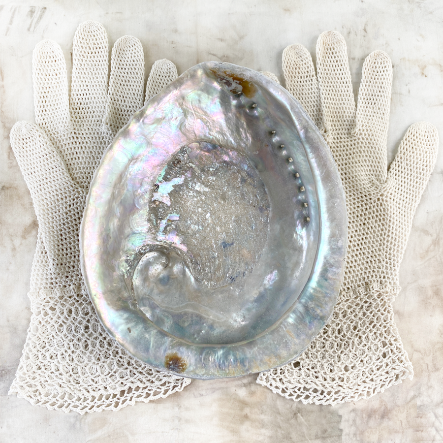 Abalone shell ~ extra large