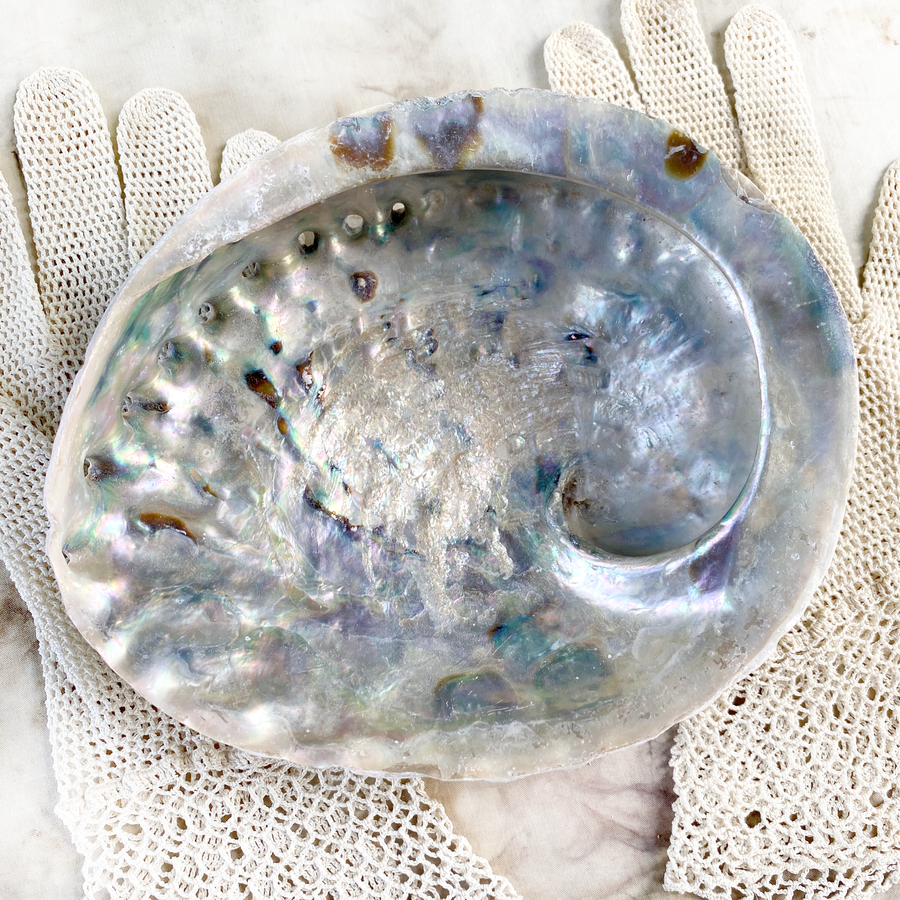 Abalone shell ~ extra large